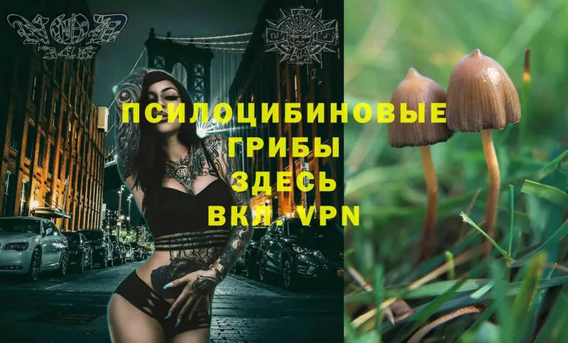 купить наркотик  Аргун  ссылка на мегу как зайти  Псилоцибиновые грибы MAGIC MUSHROOMS 